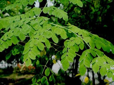 Moringa/Shigru – Phyto Farm Global